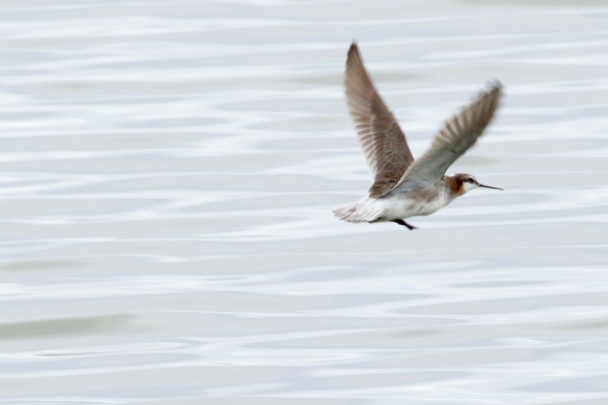 Wilson's Phalarope - ML456305441