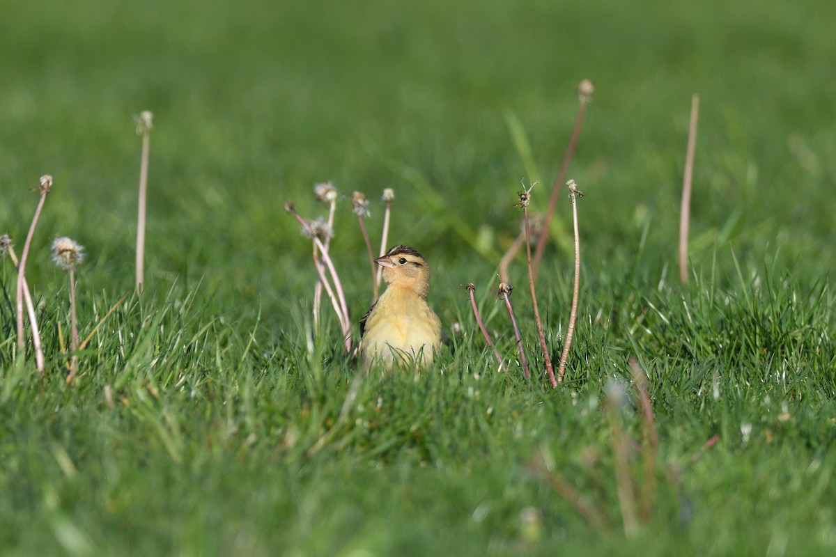 Bobolink - ML456305451