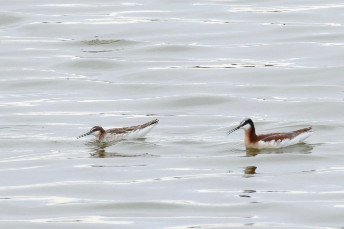 Wilson's Phalarope - ML456305471