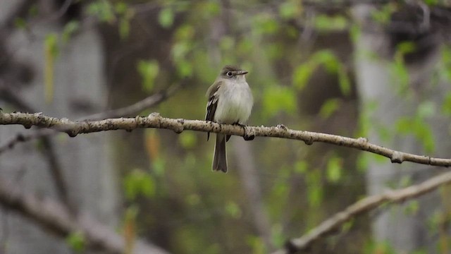 Least Flycatcher - ML456305701