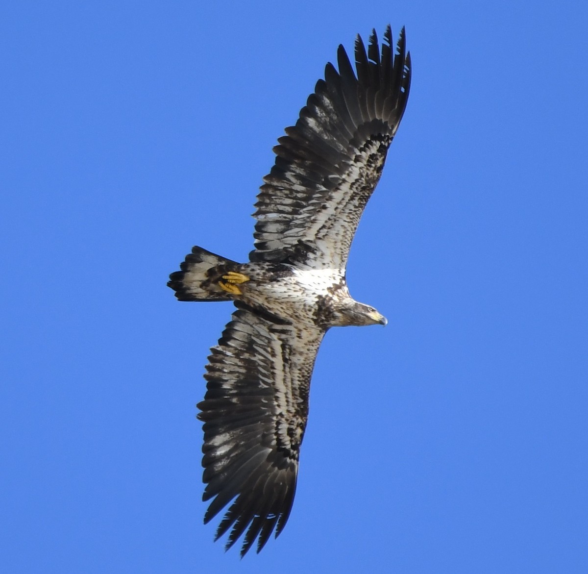 Bald Eagle - Alan Prichard