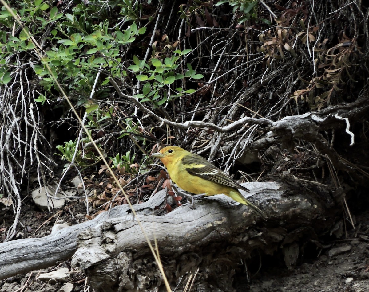 Western Tanager - ML456306381