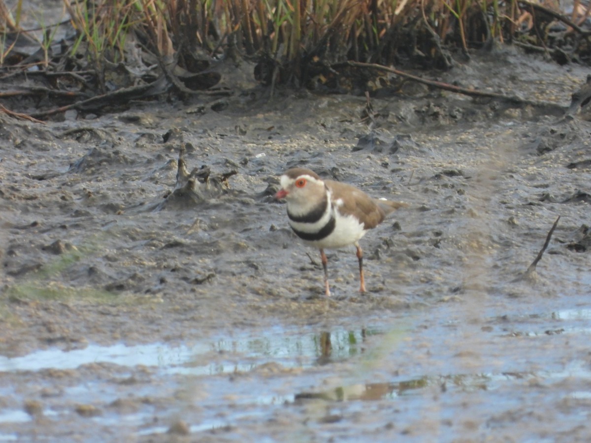 Three-banded Plover - ML456306911