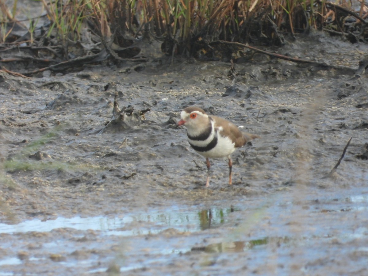 Three-banded Plover - ML456306951