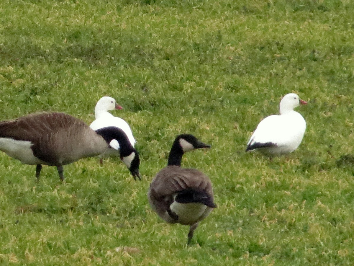 Ross's Goose - ML45630711