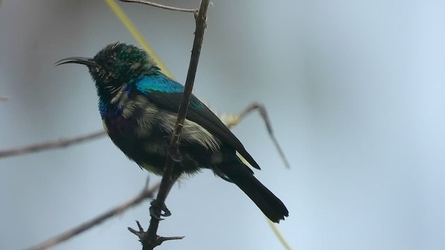 Purple-banded Sunbird - ML456307611