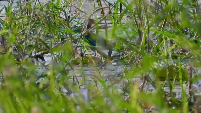 Gallinule africaine - ML456308631