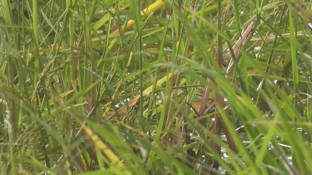Allen's Gallinule - ML456308851