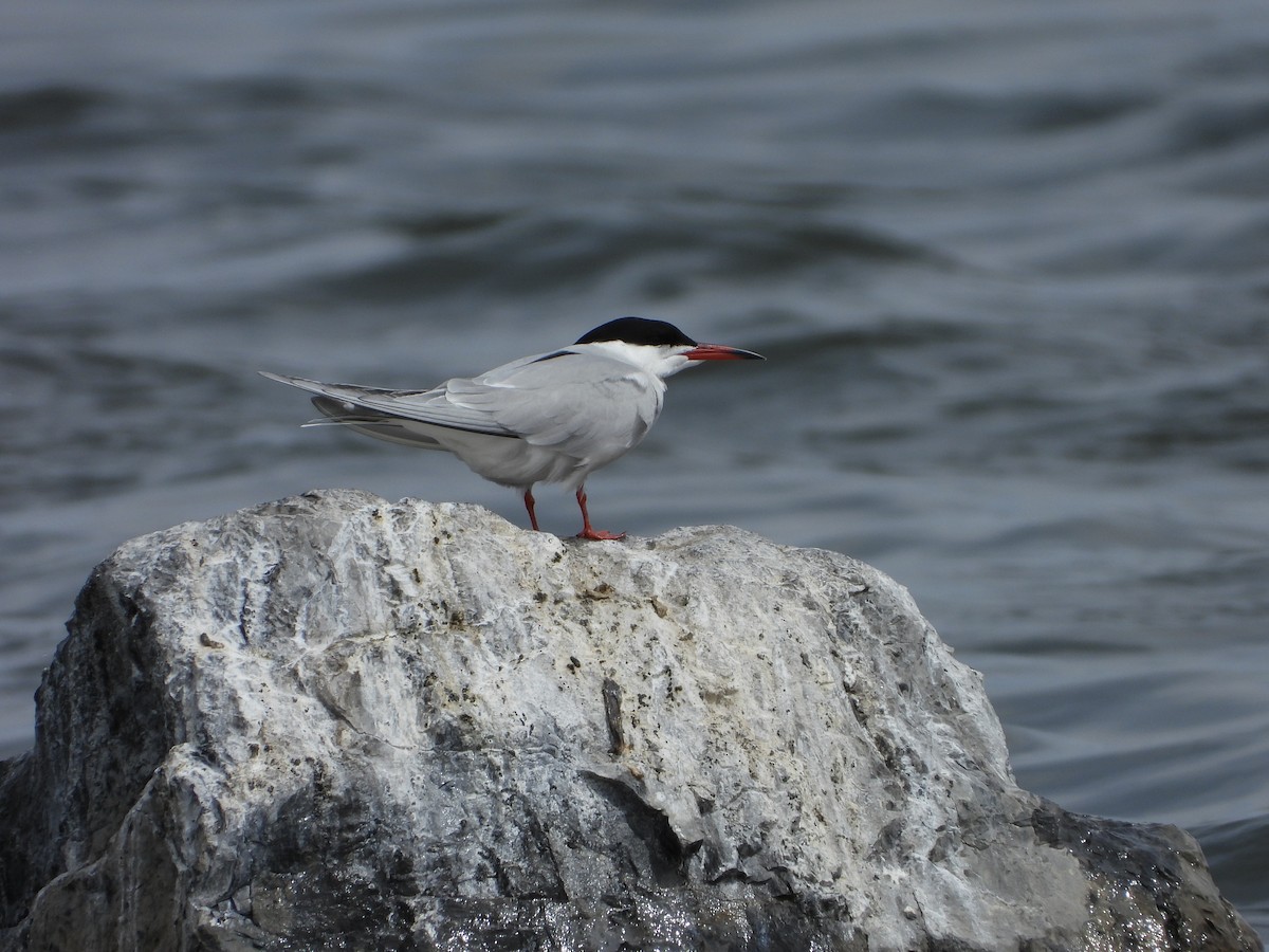 Common Tern - ML456309151