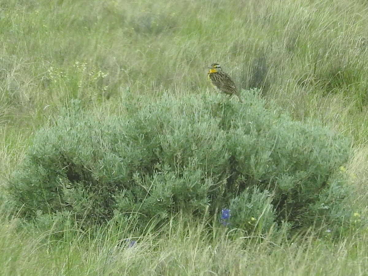 Western Meadowlark - ML456309551