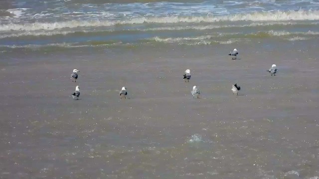 Gray-hooded Gull - ML456309811