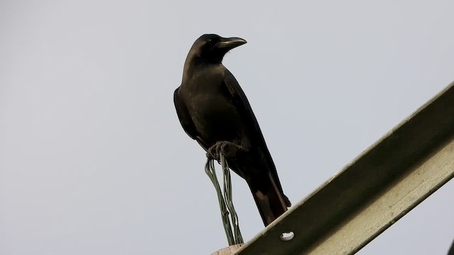 House Crow - ML456310131