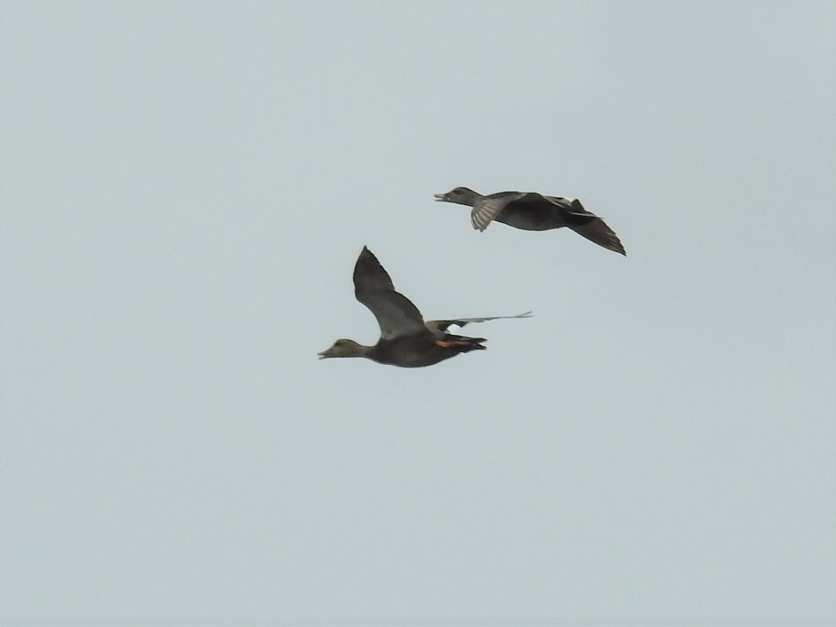 Gadwall - Erik Bergman