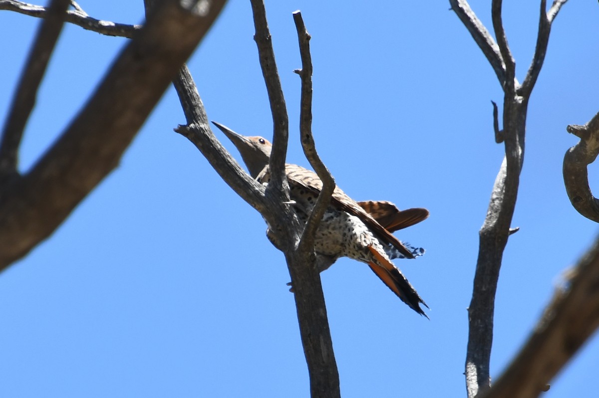 Northern Flicker (Red-shafted) - ML456310561