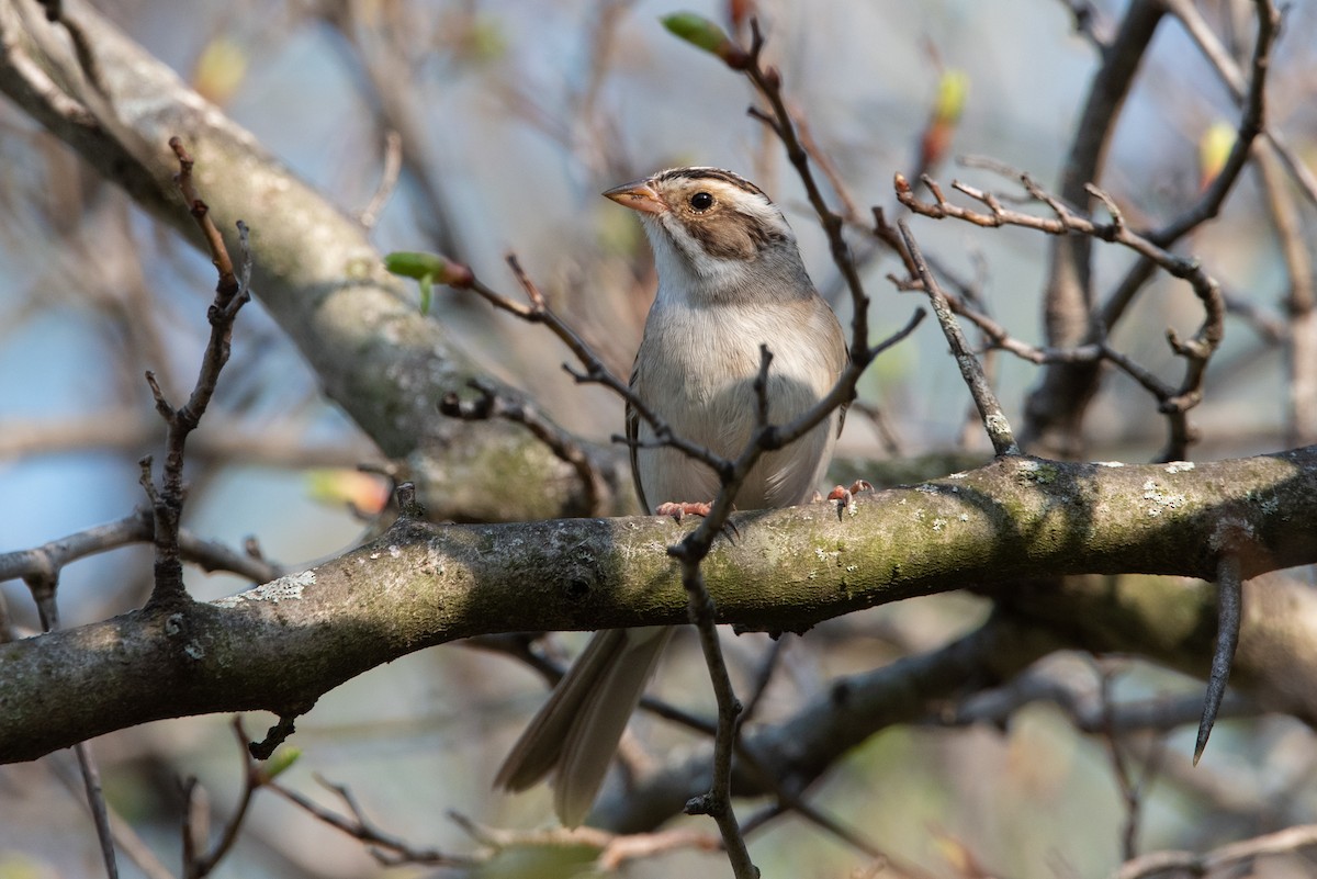 Clay-colored Sparrow - Jing-Yi Lu