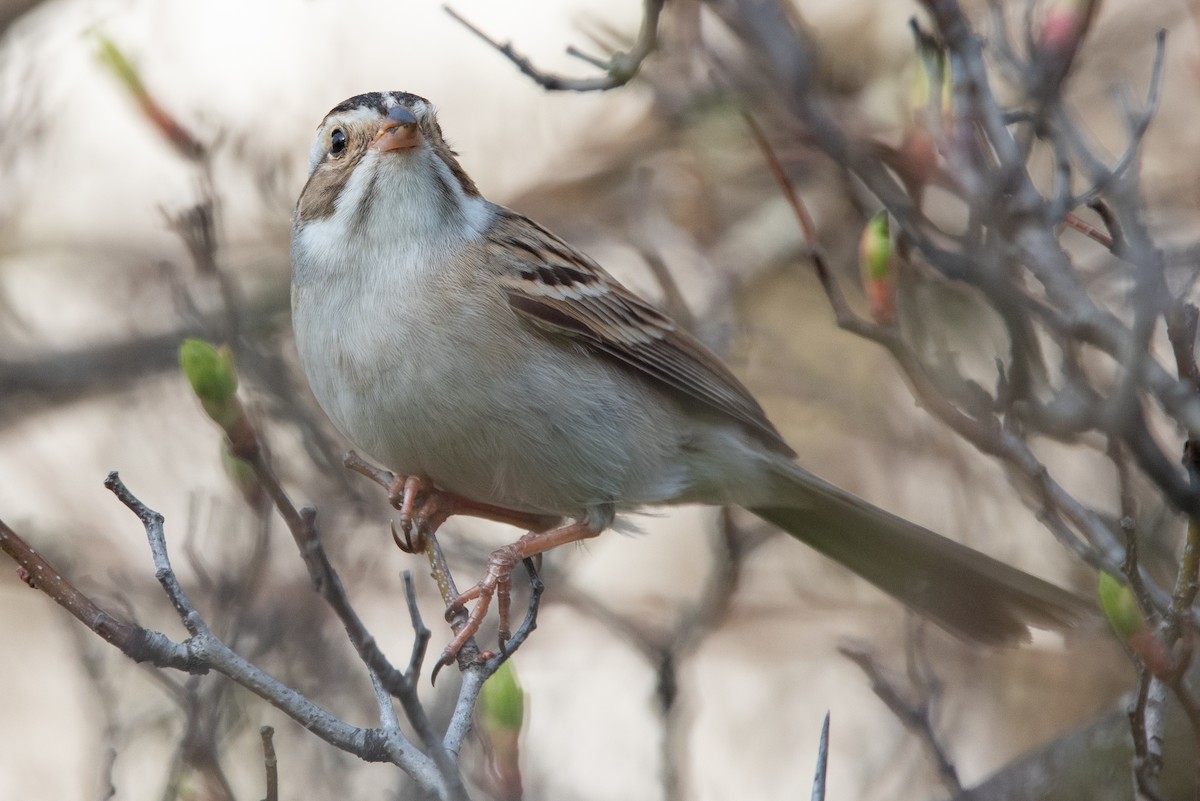 Clay-colored Sparrow - Jing-Yi Lu