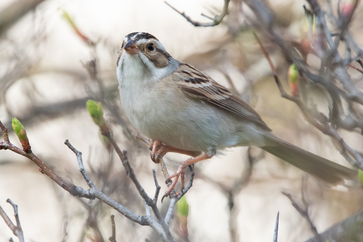 Clay-colored Sparrow - Jing-Yi Lu