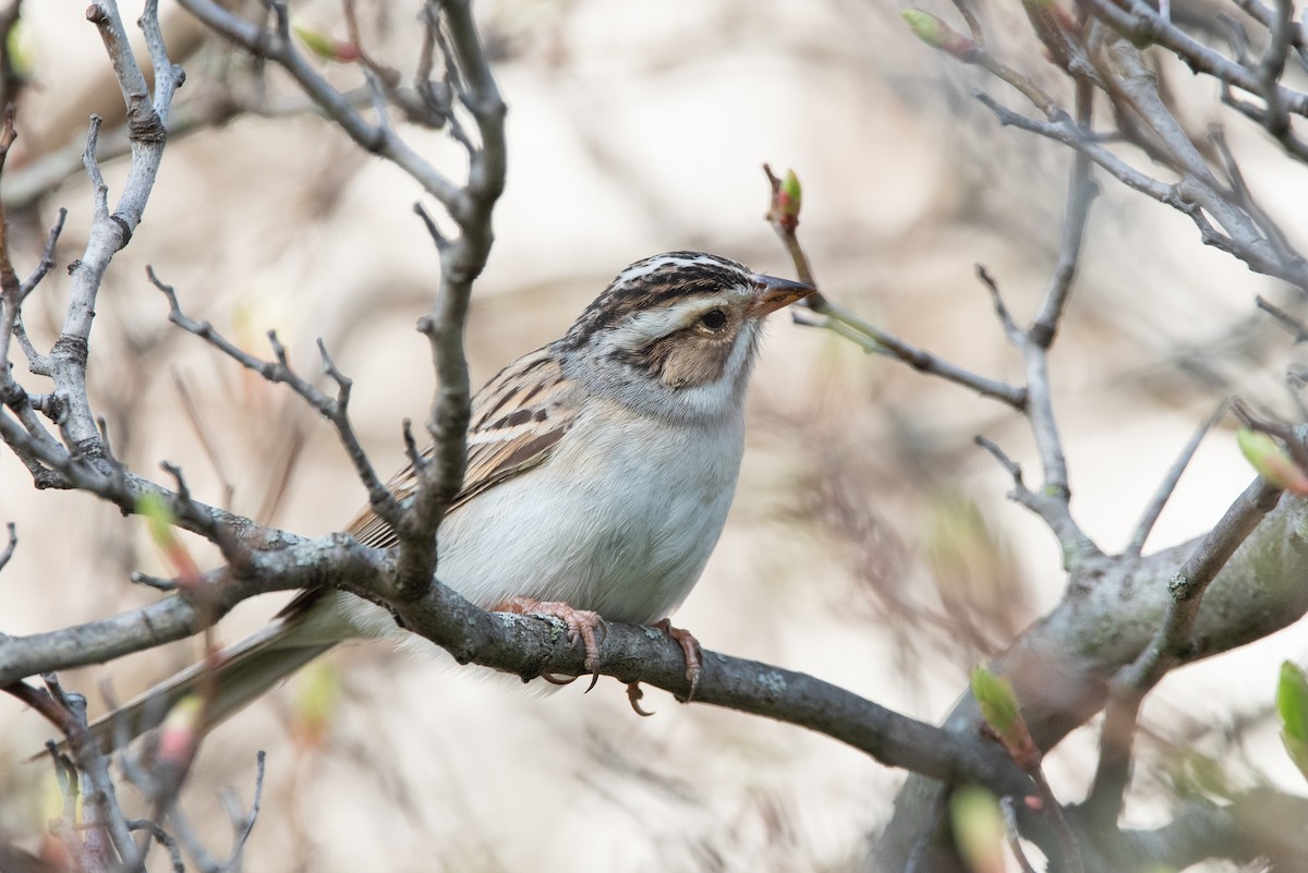 Clay-colored Sparrow - Jing-Yi Lu