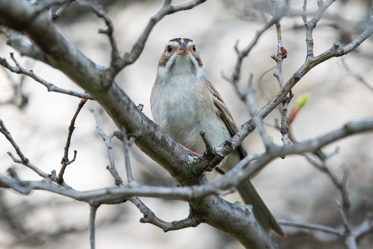 Clay-colored Sparrow - Jing-Yi Lu