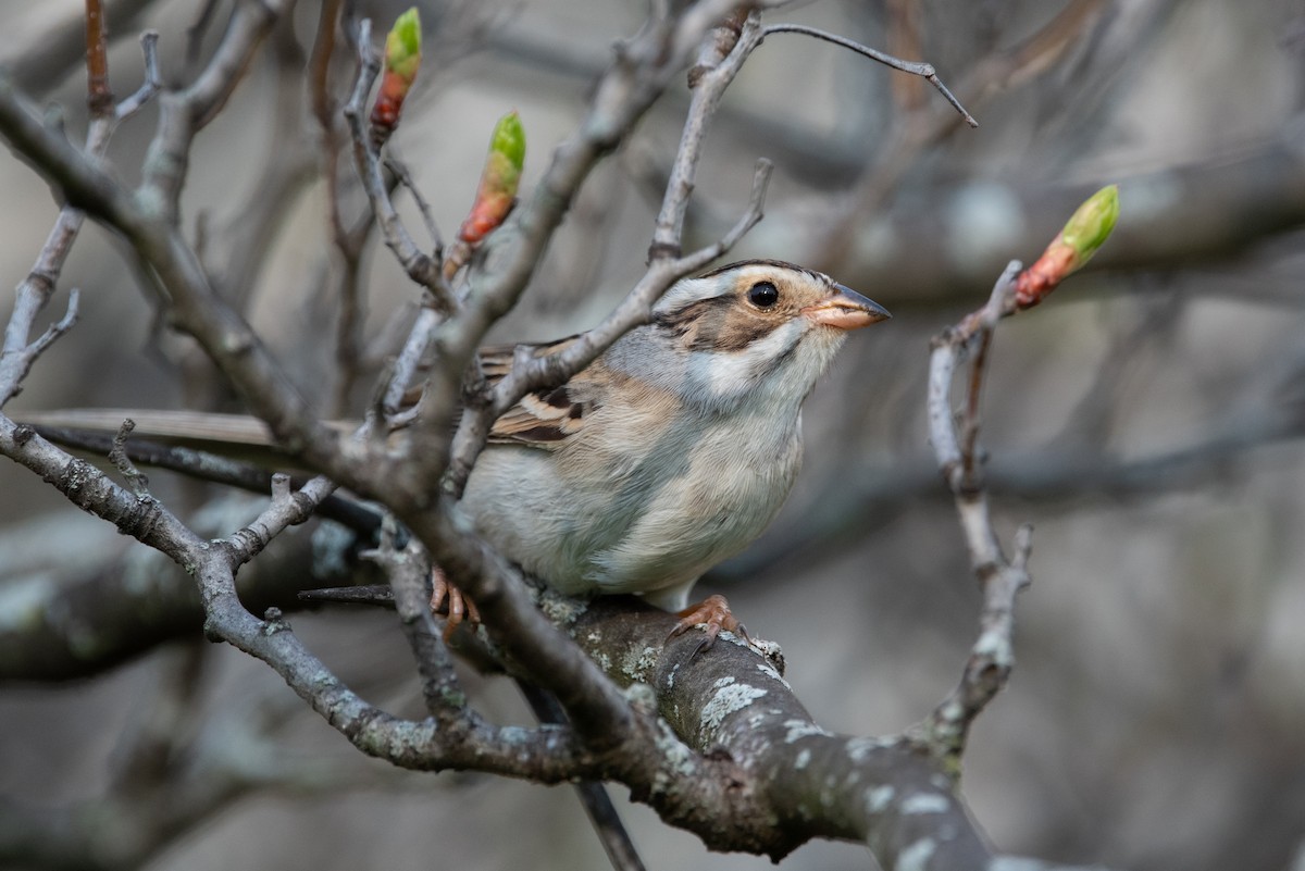 Clay-colored Sparrow - Jing-Yi Lu