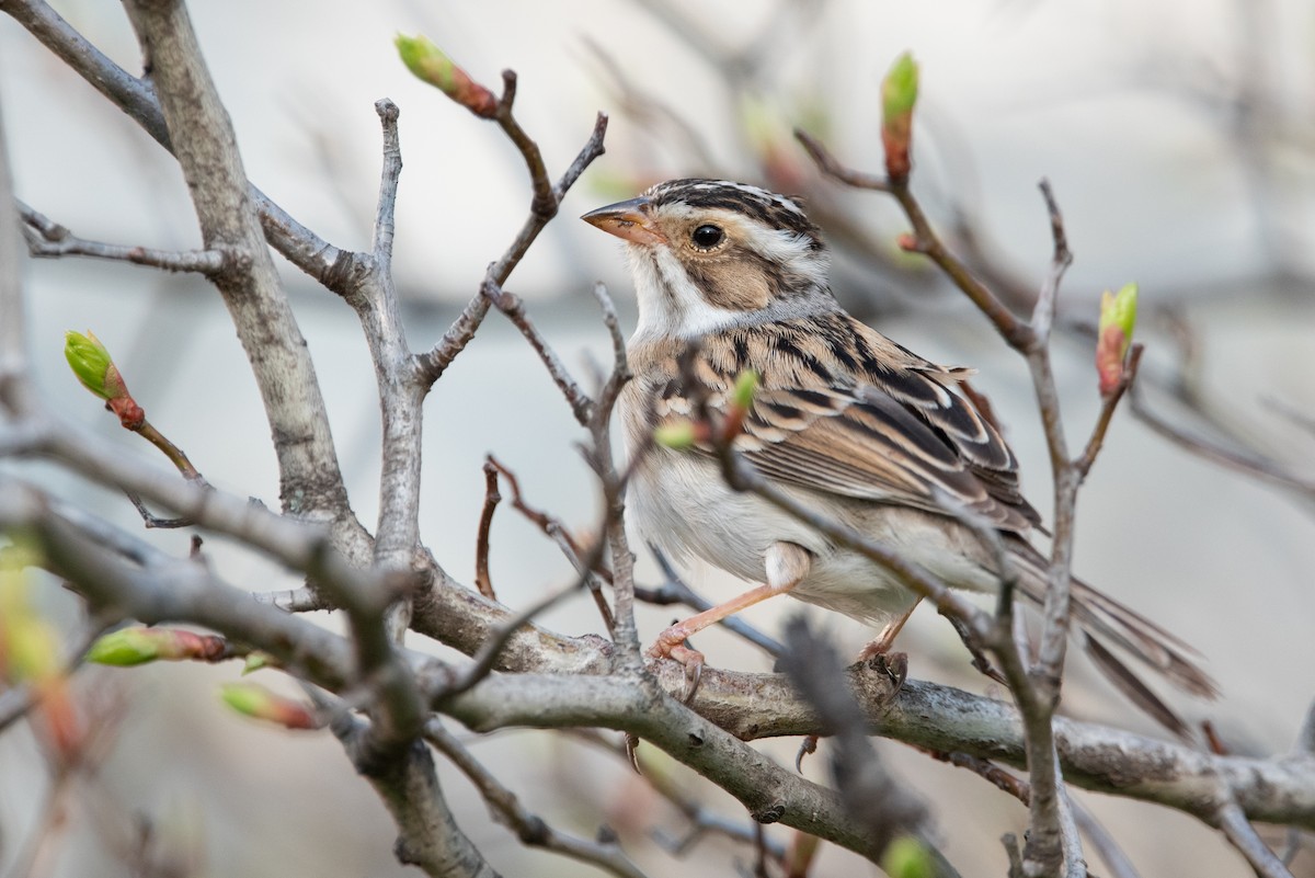 Clay-colored Sparrow - Jing-Yi Lu