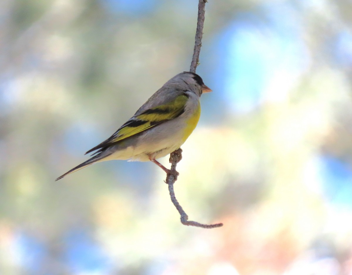 Lawrence's Goldfinch - ML456312511