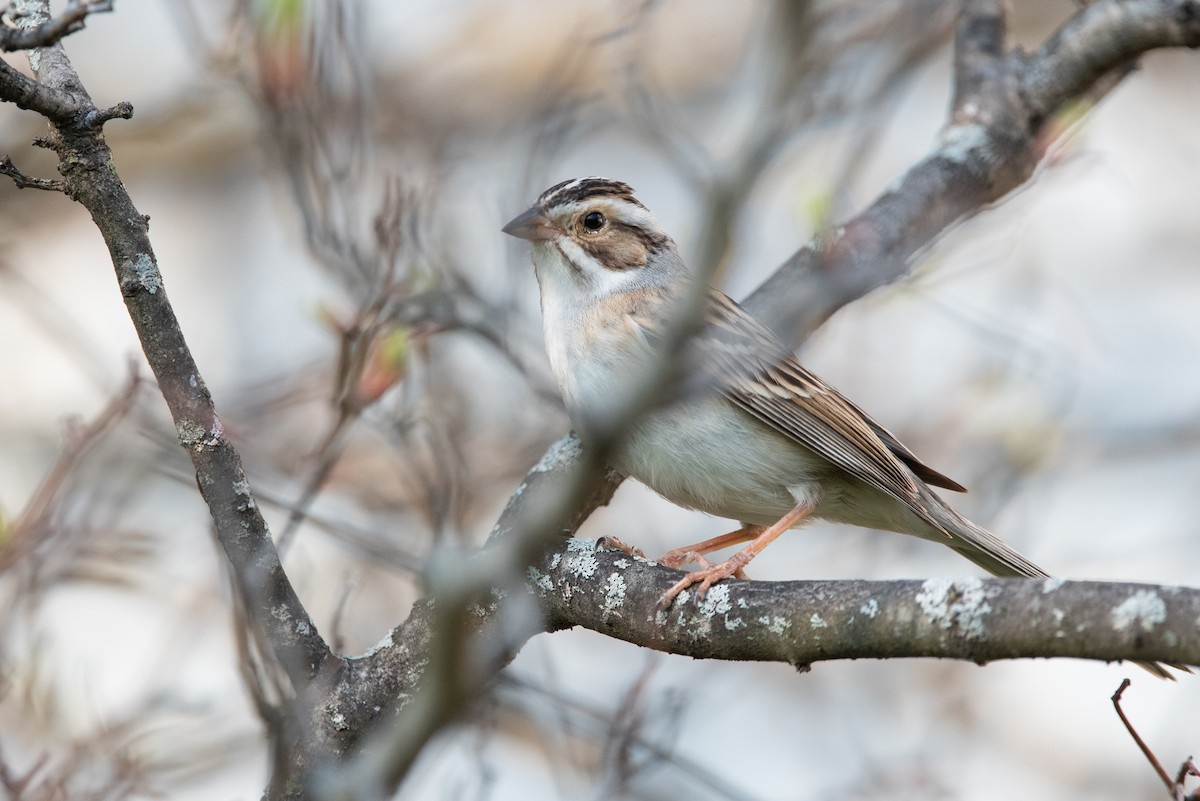 Clay-colored Sparrow - Jing-Yi Lu