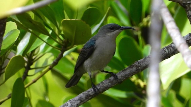 Mouse-colored Sunbird - ML456312631