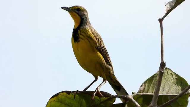 Yellow-throated Longclaw - ML456313011