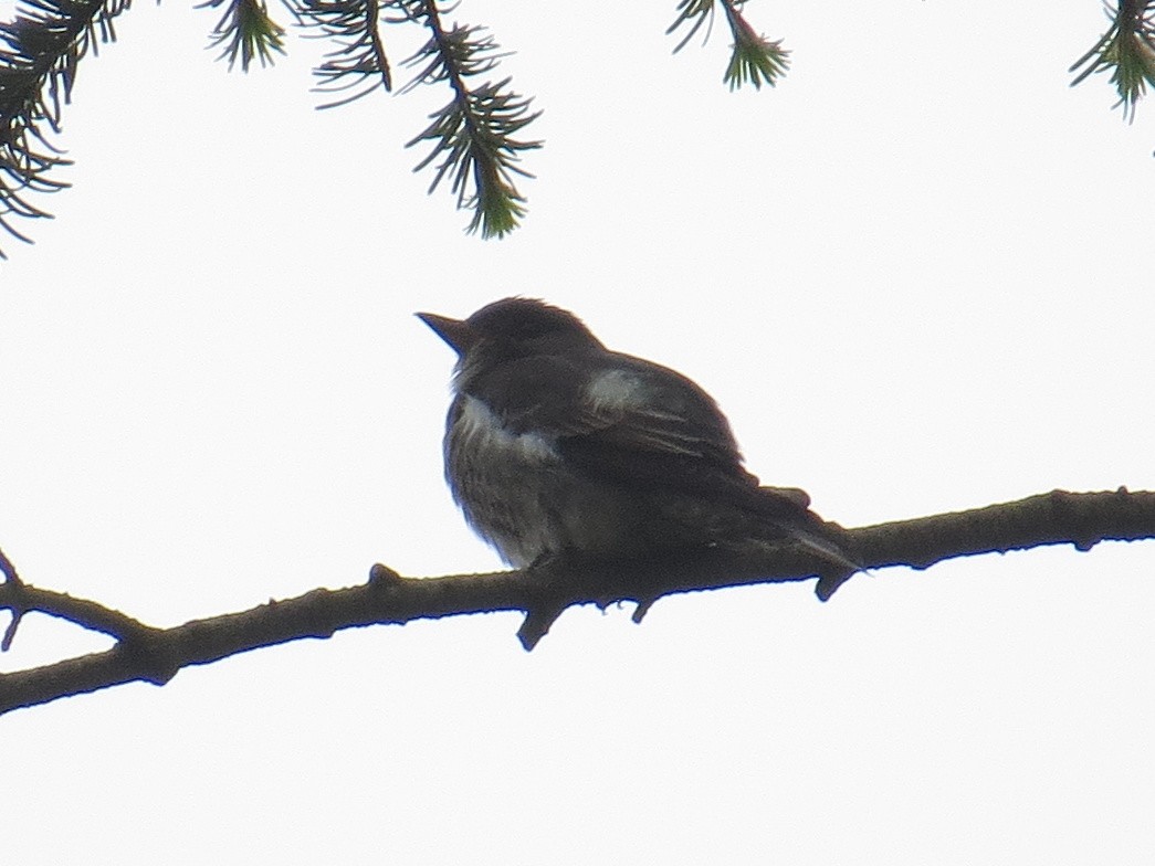 Olive-sided Flycatcher - ML456313311