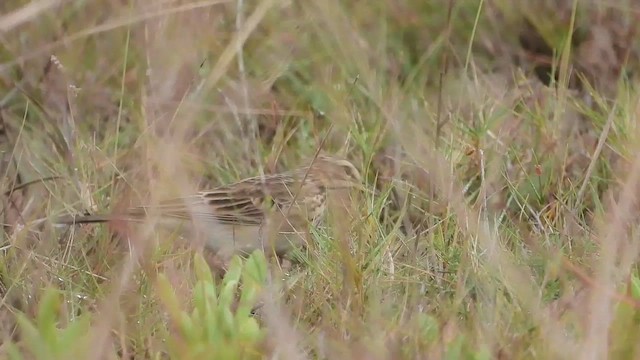 African Pipit - ML456313341