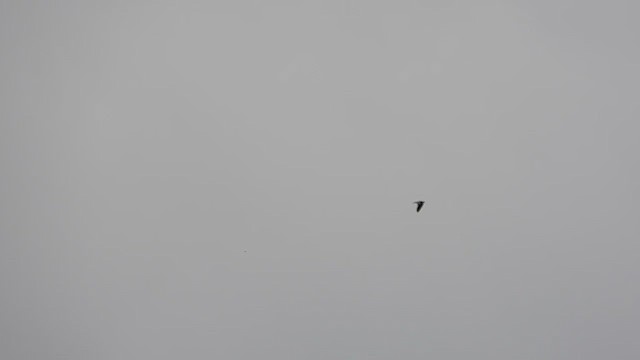 Senegal Lapwing - ML456313841