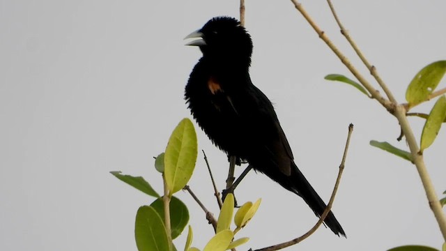 Fan-tailed Widowbird - ML456314331