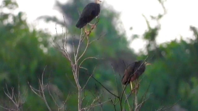 Rufous-bellied Heron - ML456314371