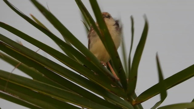 Rufous-winged Cisticola - ML456314401