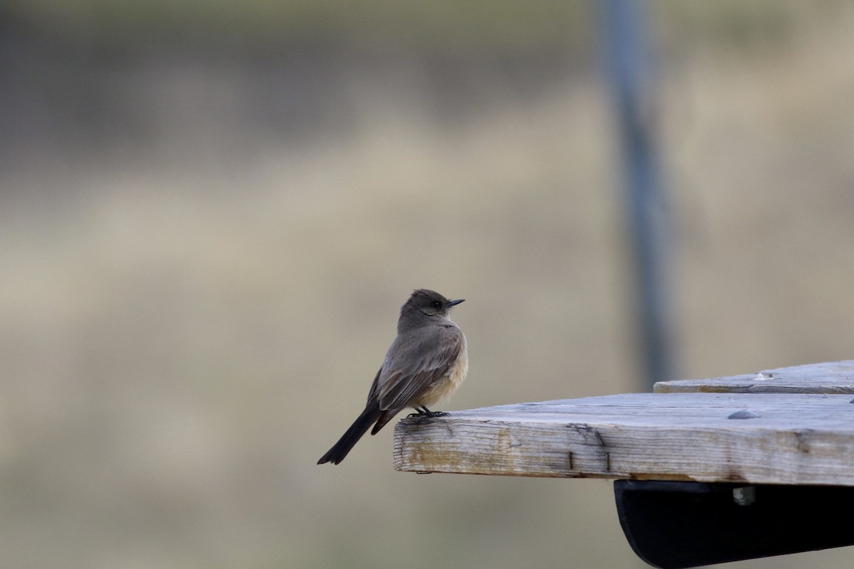 Say's Phoebe - ML456314421