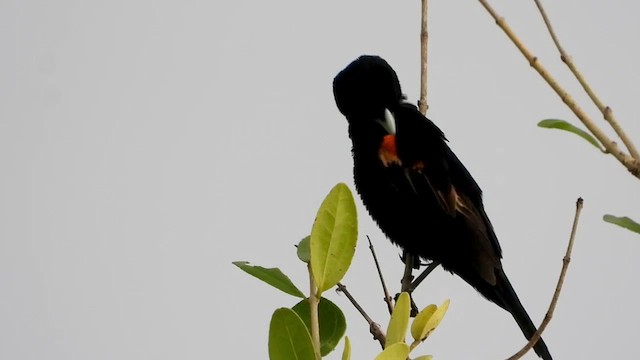 Fan-tailed Widowbird - ML456314451