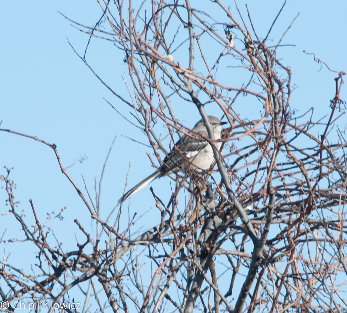 Northern Mockingbird - ML45631471