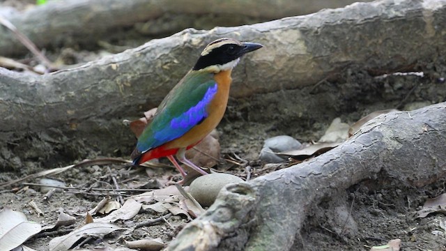 Blue-winged Pitta - ML456314871