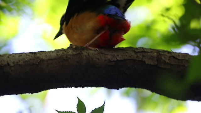 Blauflügelpitta - ML456314931