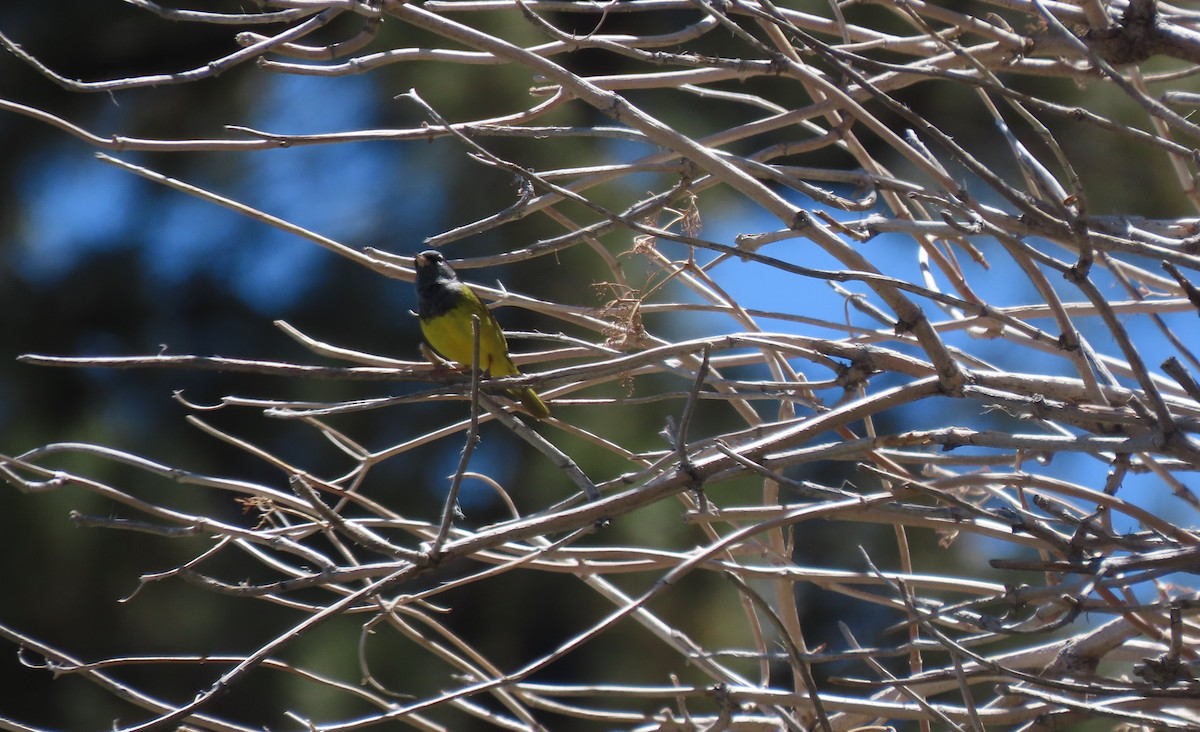 MacGillivray's Warbler - ML456314981