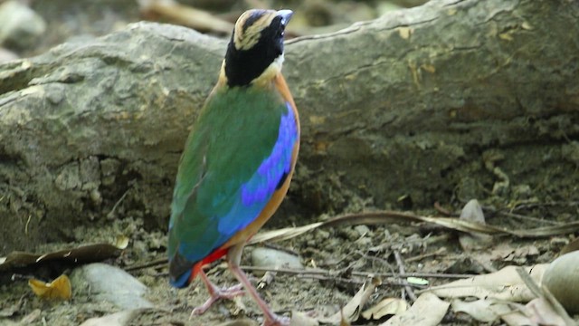 blåvingepitta - ML456314991