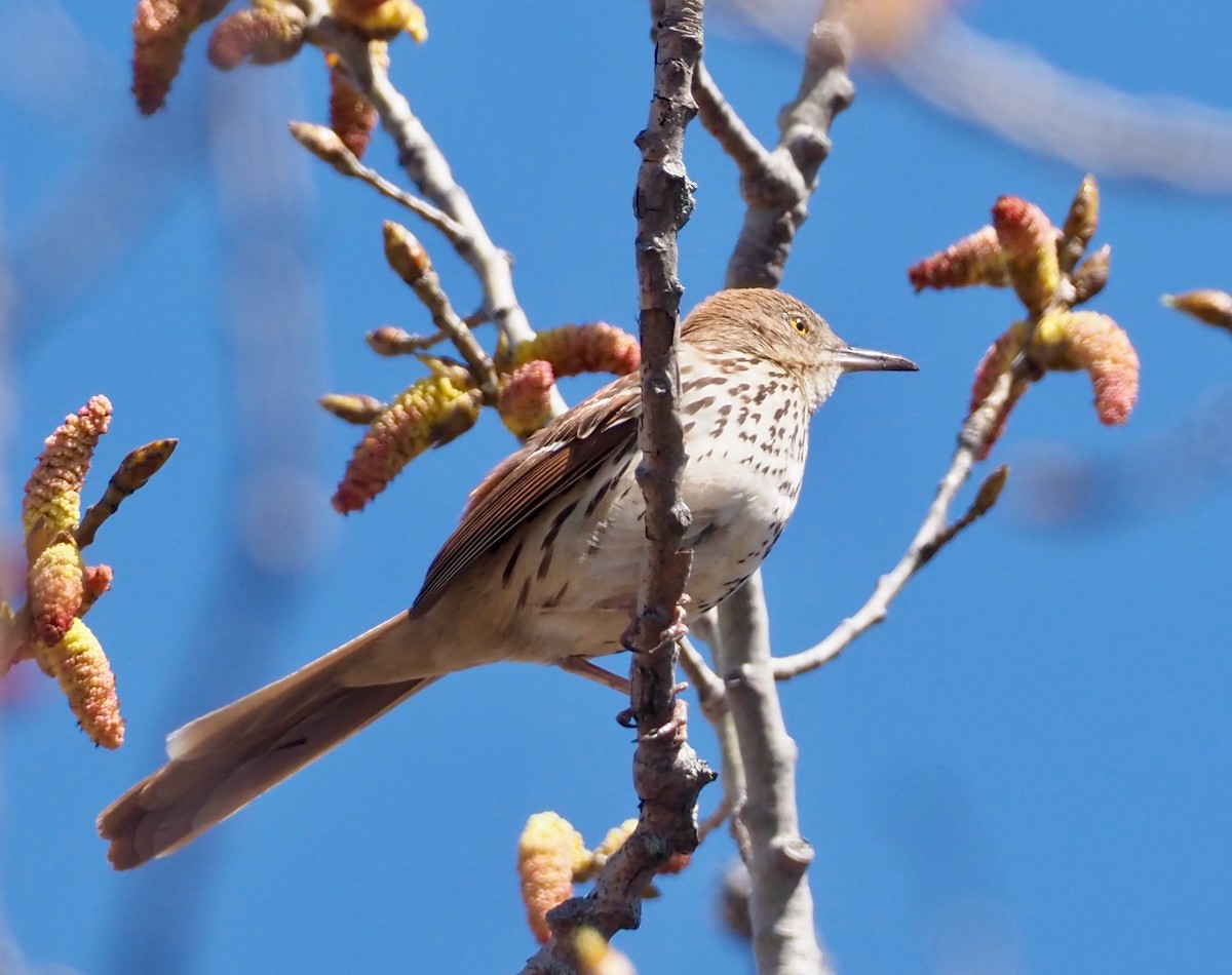 Brown Thrasher - ML456315311