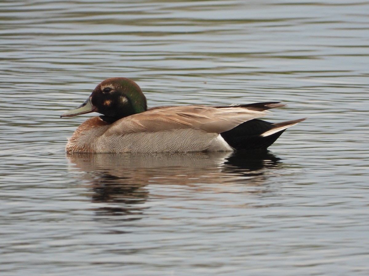 Gadwall x Mallard (hybrid) - ML456315641