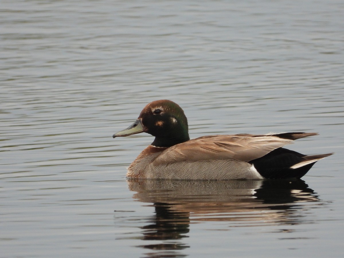 Gadwall x Mallard (hybrid) - ML456315681