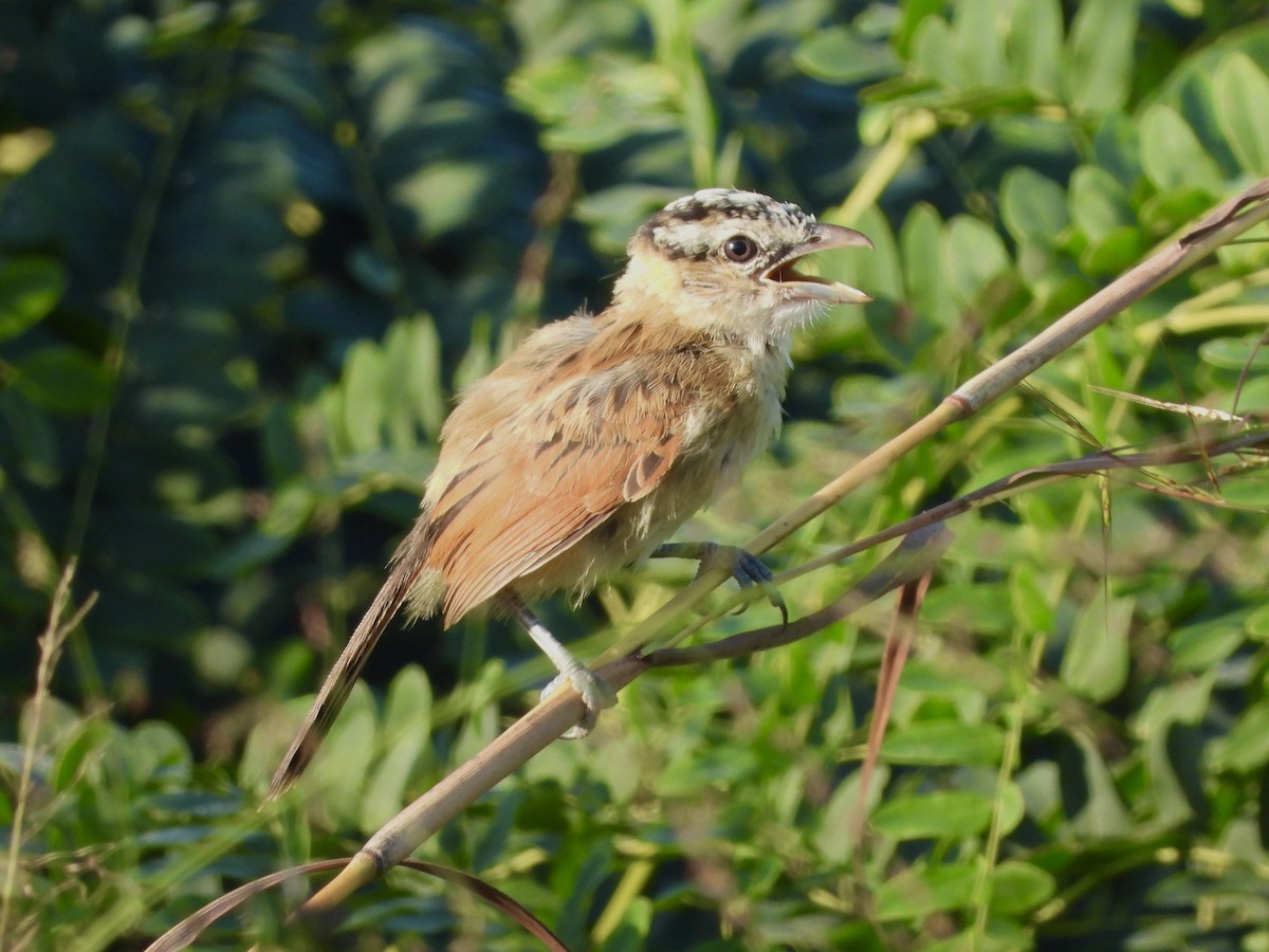 Marsh Tchagra (Anchieta's) - ML456315771