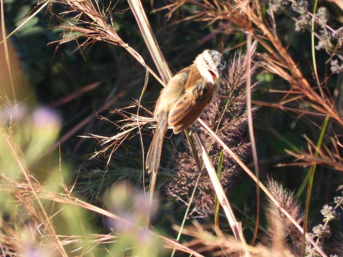 Marsh Tchagra (Anchieta's) - ML456315791