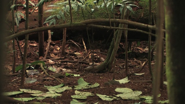 Tooth-billed Bowerbird - ML456316