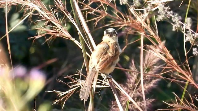 Marsh Tchagra (Anchieta's) - ML456316281