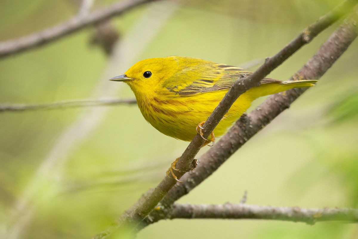 Yellow Warbler - ML456316311